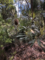 Banksia integrifolia compar
