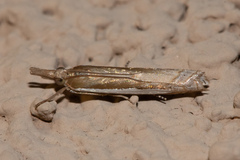 Crambus sperryellus