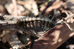 Anthela rubeola