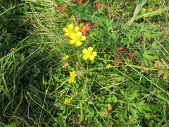 Ranunculus propinquus