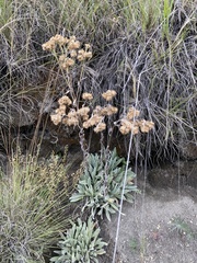 Packera bellidifolia