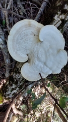Trametes elegans