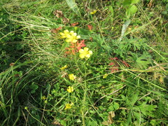 Ranunculus propinquus