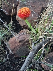 Scadoxus puniceus