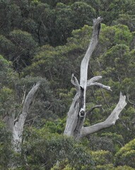 Eucalyptus grandis