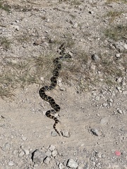 Pituophis deppei