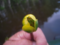 Nuphar pumila