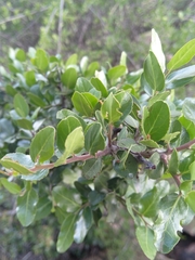 Mystroxylon aethiopicum