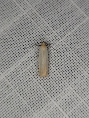 Scieropepla polyxesta