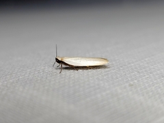 Scieropepla polyxesta