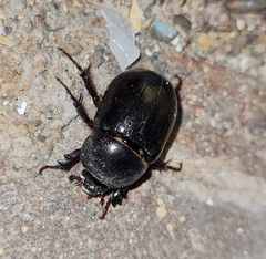 Pentodon algerinus