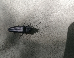 Tibionema abdominalis
