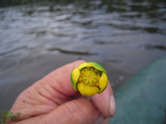 Nuphar pumila