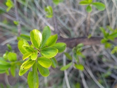 Ehretia rigida