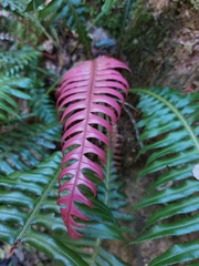 Blechnum attenuatum