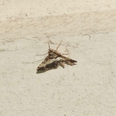 Nacoleia amphicedalis
