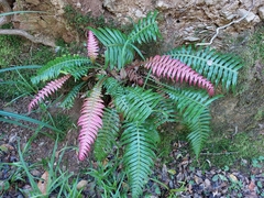 Blechnum attenuatum