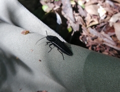 Tibionema abdominalis