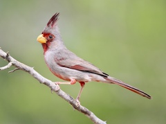 Cardinalis sinuatus