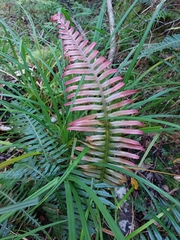 Blechnum attenuatum