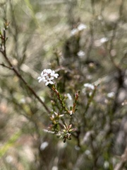 Leucopogon microphyllus