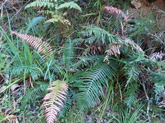 Blechnum attenuatum