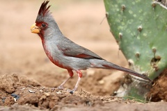 Cardinalis sinuatus