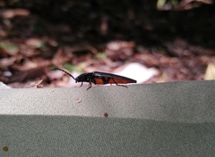 Tibionema abdominalis