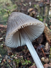 Mycena polygramma