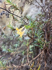 Diplacus longiflorus