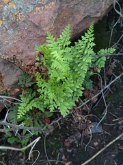 Asplenium cordatum