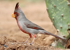 Cardinalis sinuatus