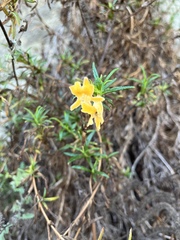 Diplacus longiflorus