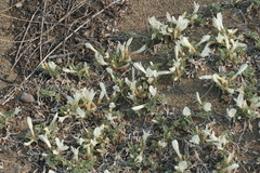 Astragalus teskhemicus