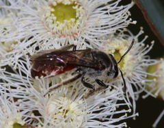 Parasphecodes