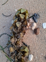 Turbinaria decurrens