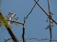 Burseraceae
