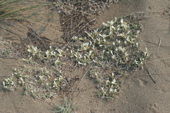 Astragalus teskhemicus