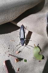 Tibionema abdominalis
