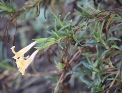 Diplacus longiflorus