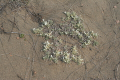 Astragalus teskhemicus