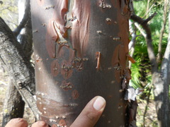 Burseraceae