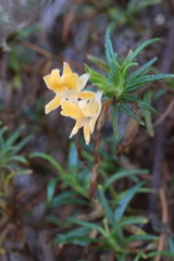 Diplacus longiflorus