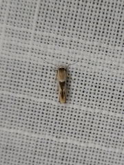 Stathmopoda megathyma