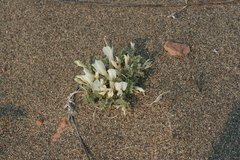 Astragalus teskhemicus