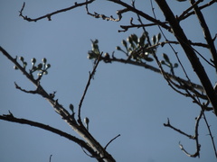 Burseraceae