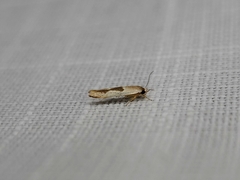 Stathmopoda megathyma