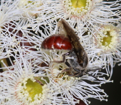 Parasphecodes