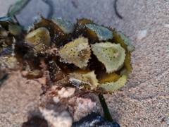 Turbinaria decurrens