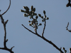 Burseraceae